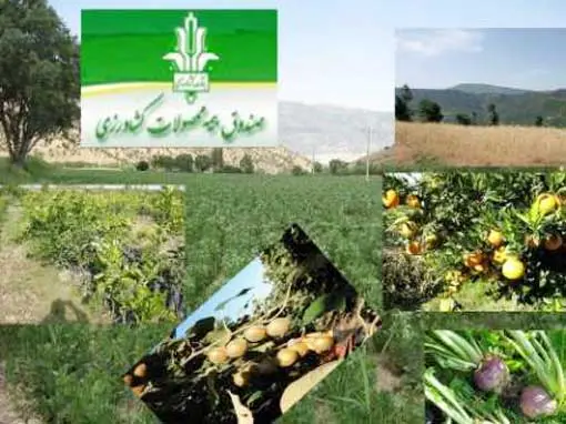200 نوع میوه در معرض خطر مگس مدیترانه‌ای/ آفت قرنطینه‌ای، نتیجه واردات بی رویه میوه/ نباید در جداسازی وزارتخانه‌ها تعجیل کرد
