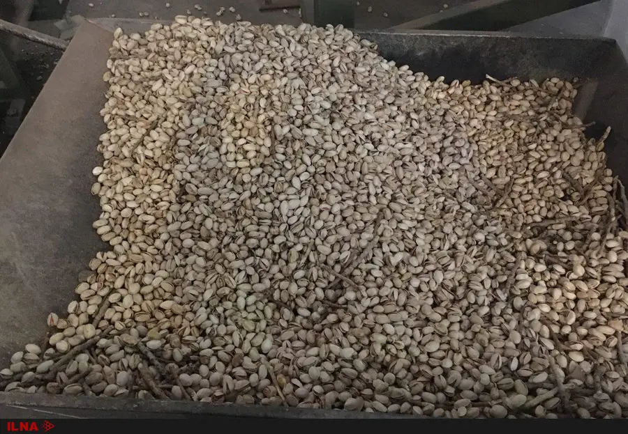 از هر یک متر مکعب آب فقط 100 گرم پسته برداشت می‌کنیم / آمریکا بدنبال قبضه کردن بازار پسته 