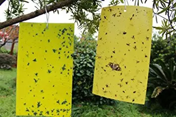 200 نوع میوه در معرض خطر مگس مدیترانه‌ای/ آفت قرنطینه‌ای، نتیجه واردات بی رویه میوه/ نباید در جداسازی وزارتخانه‌ها تعجیل کرد