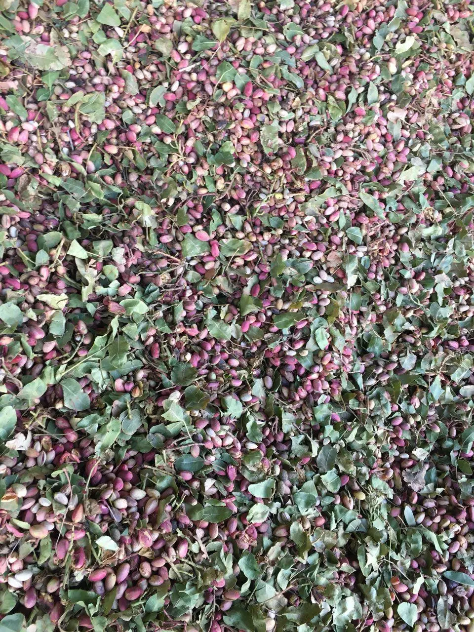 از هر یک متر مکعب آب فقط 100 گرم پسته برداشت می‌کنیم / آمریکا بدنبال قبضه کردن بازار پسته 