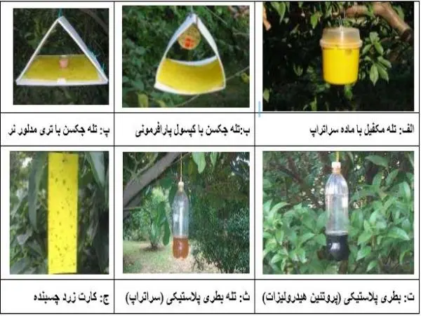 200 نوع میوه در معرض خطر مگس مدیترانه‌ای/ آفت قرنطینه‌ای، نتیجه واردات بی رویه میوه/ نباید در جداسازی وزارتخانه‌ها تعجیل کرد