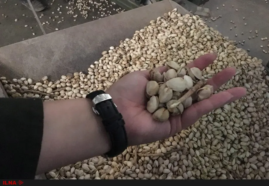 از هر یک متر مکعب آب فقط 100 گرم پسته برداشت می‌کنیم / آمریکا بدنبال قبضه کردن بازار پسته 