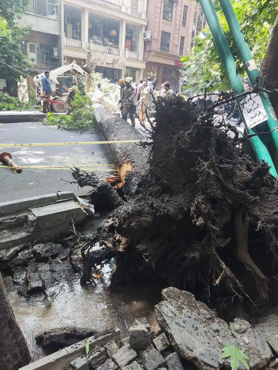 بازگشایی خیابان ولیعصر در پی سقوط درخت