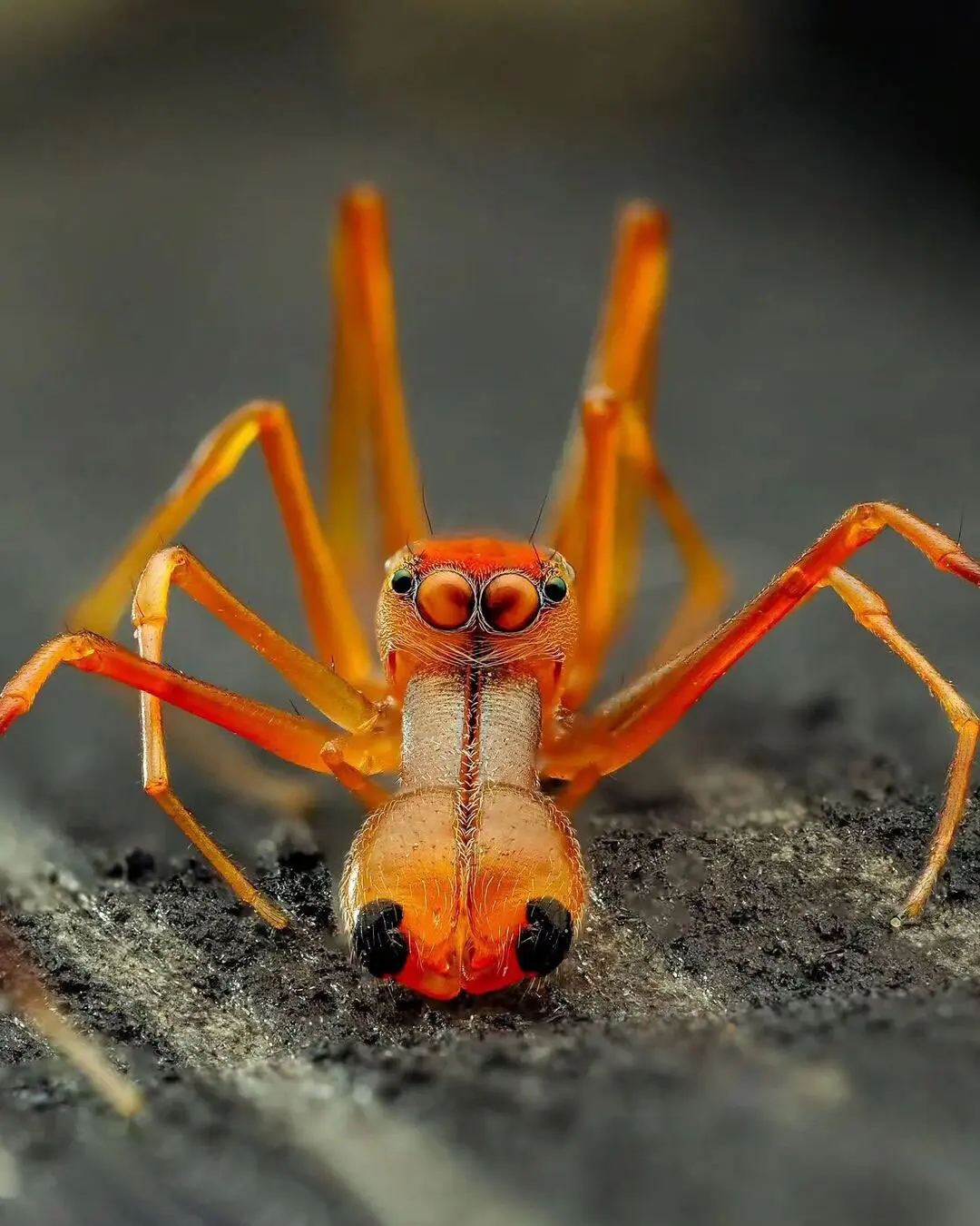 عنکبوت مورچه‌ نما ؛ یک کلاهبردار حرفه ای در دنیای حشرات