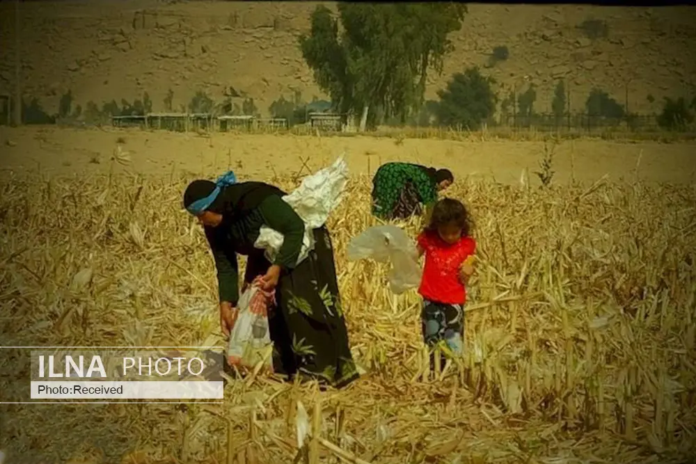 کارآواهای کشاورزی مناطق مختلف ایران+ترانه‌های فولکوریک هر منطقه 