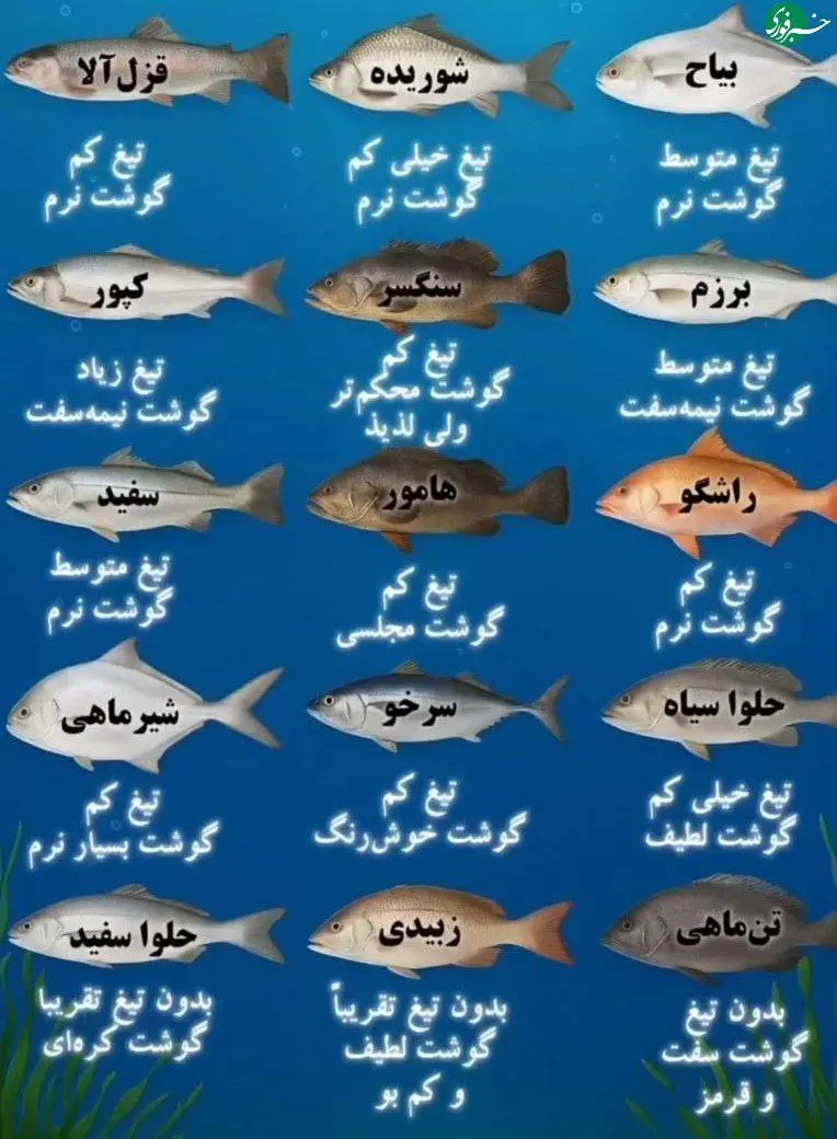 با انواع ماهی‌ها آشنا شوید + اینفوگرافیک