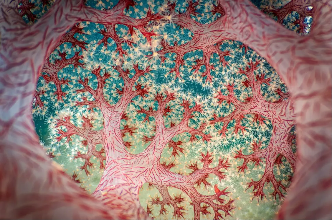 ثبت اوج ظرافت‌ها در طبیعت با دوربین/ تلاش برای تغییر ادراک انسان