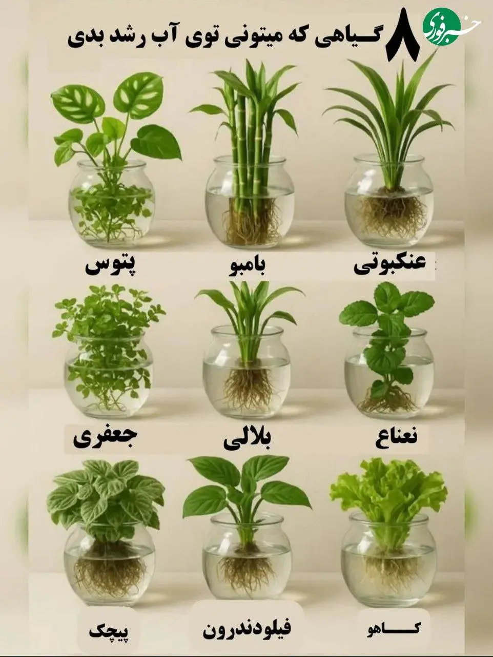 گیاهانی که می توانید در آب رشد بدهید + اینفوگرافیک