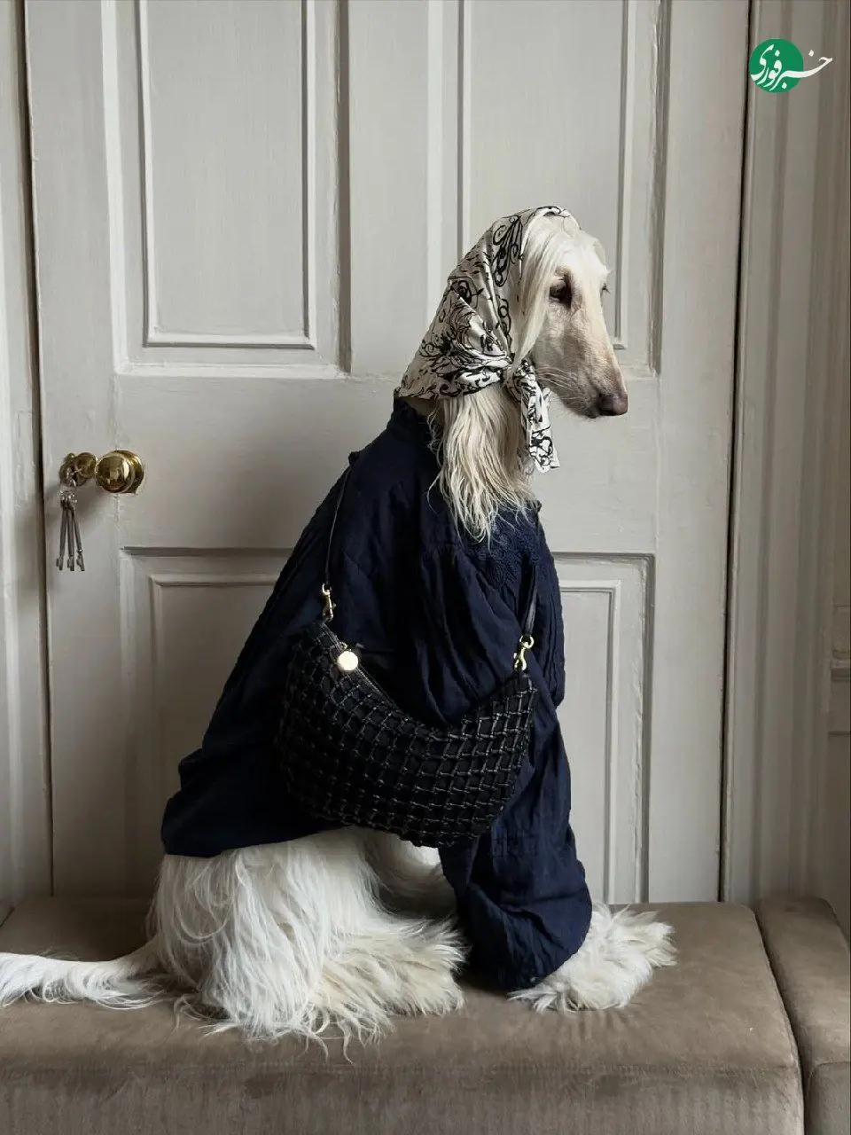 سگ اینفلوئنسر با درآمد ۱۰ هزار دلاری! + عکس