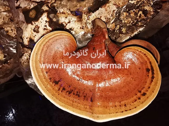 تاثیر قارچ گانودرما بر دیابت