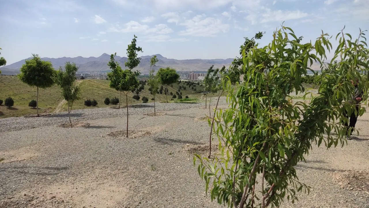 کاشت درخت کاج در فضای سبز تهران ممنوع است