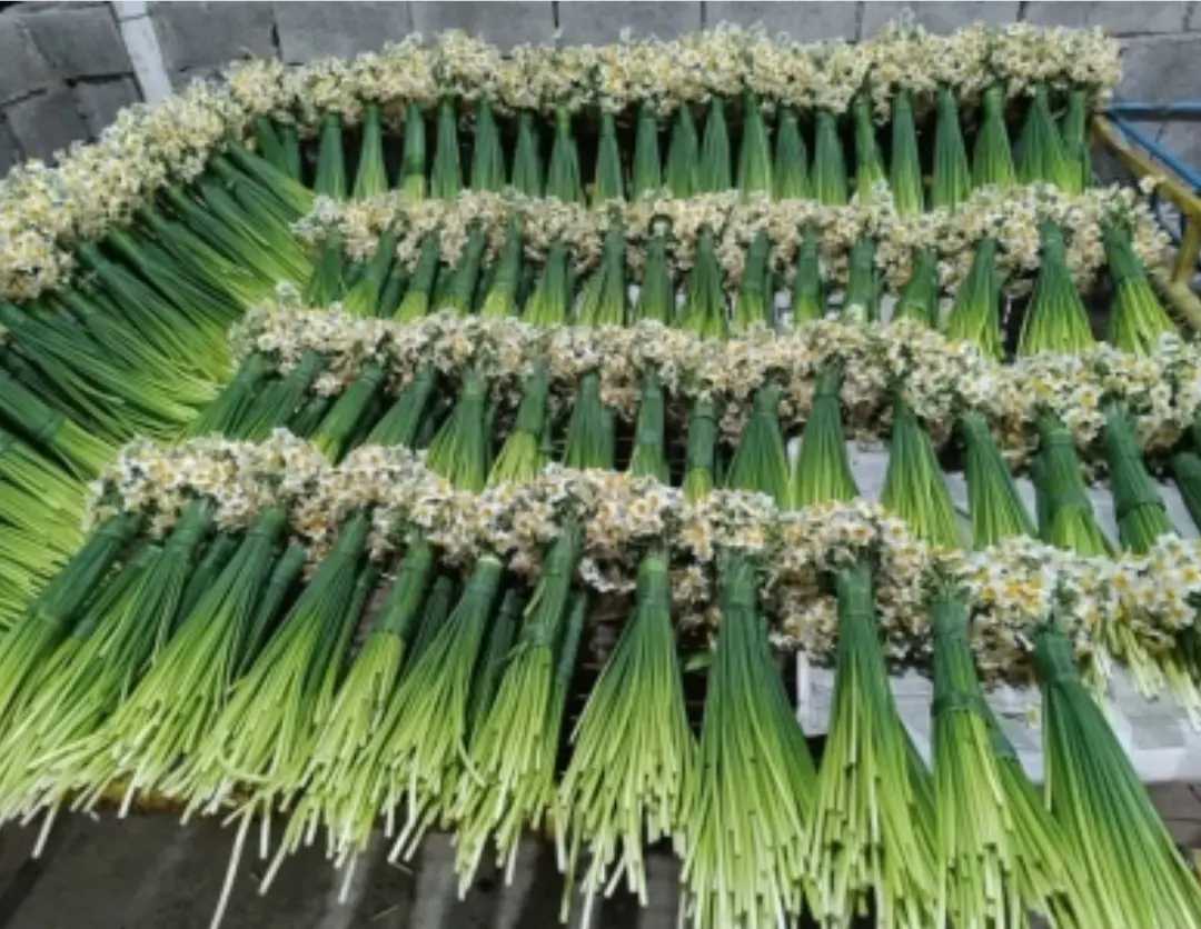 بهبهان، قلب تپنده نرگس ایران؛ خوزستان چگونه به قطب سوم تولید گل نرگس کشور تبدیل شد؟