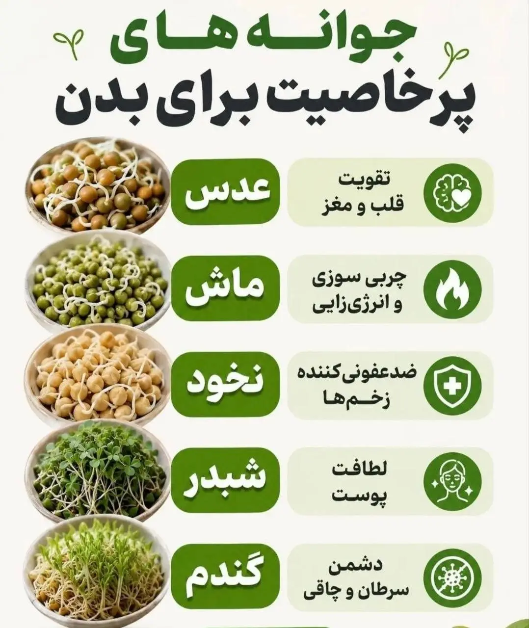 جوانه های پر خاصیت برای بدن + عکس