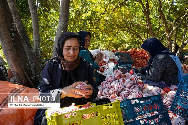 تلاش برای ثبت جهانی انار ایج/ شهرستان استهبان با کیفیت‌ترین ارقام را برای صادرات تولید می‌کند