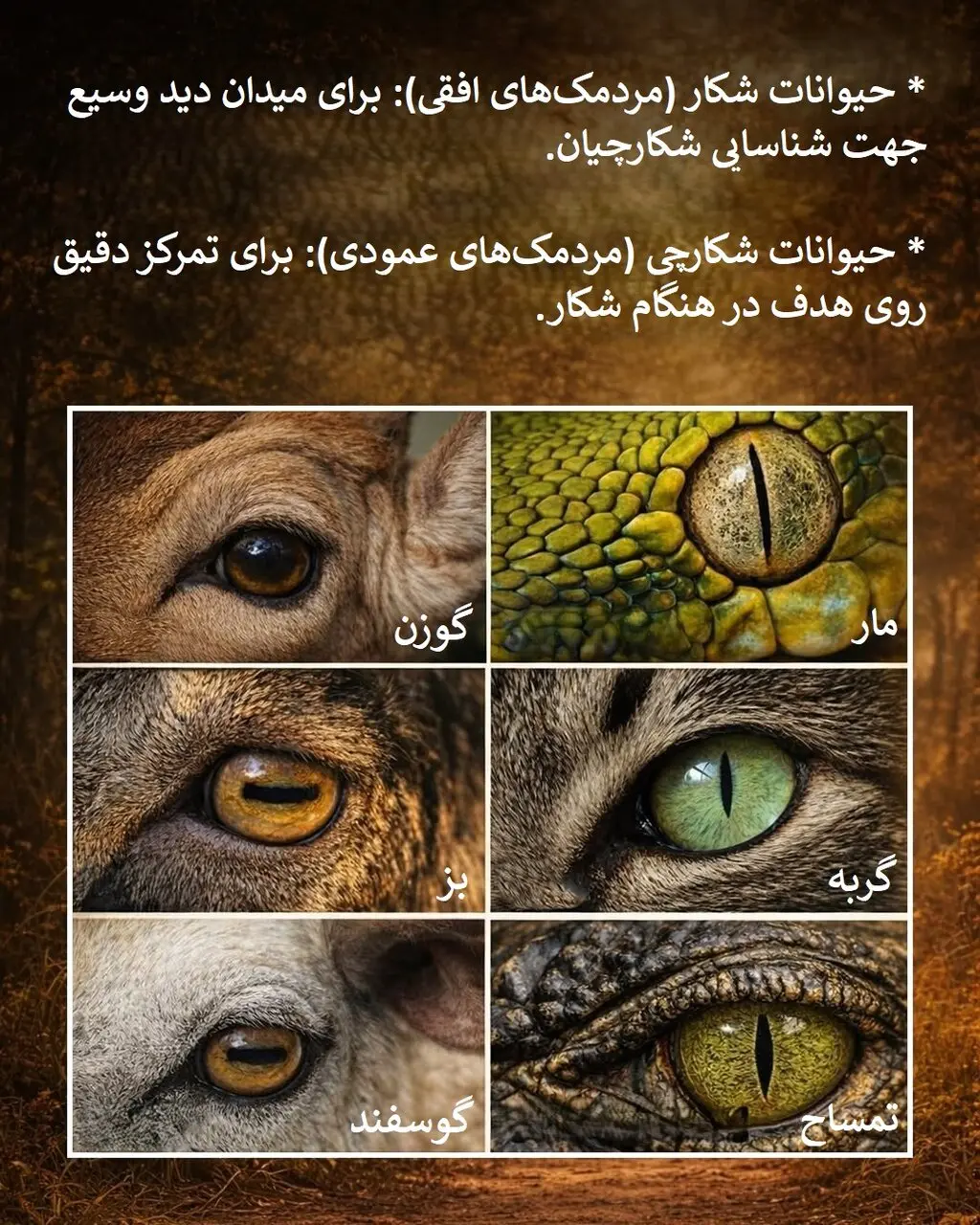 تفاوت چشم شکارچی با شکار + اینفوگرافیک