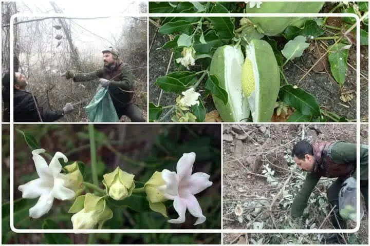 آروجیا گیاهی زیبا اما تهدیدی برای نابودی جنگل ها