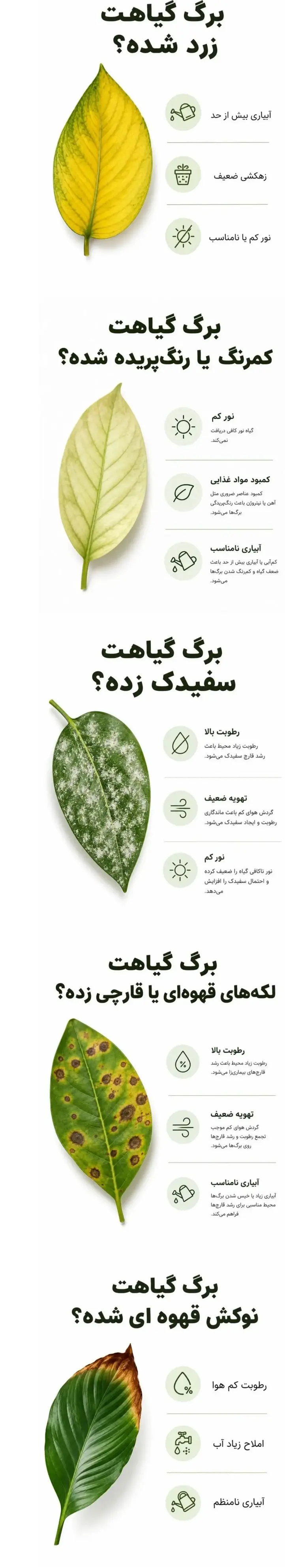 از روی برگ، مشکل گیاه را پیدا کنید+ عکس