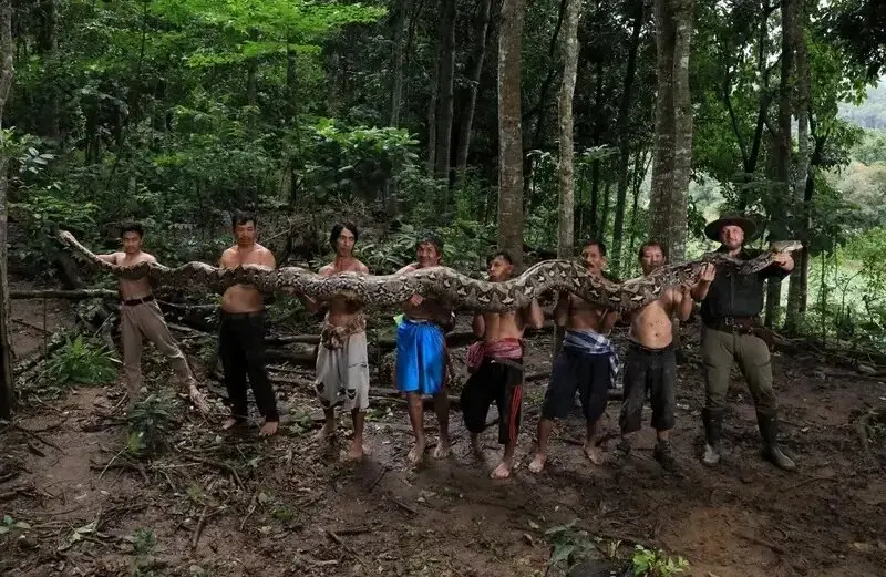 بارونس؛ درازترین مار وحشی جهان + عکس