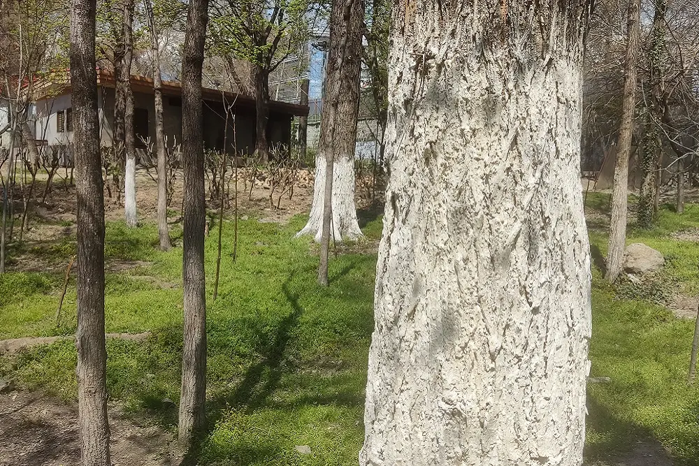 بررسی ابهامات و حواشی ساخت مسجد در پارک قیطریه + عکس و فیلم 