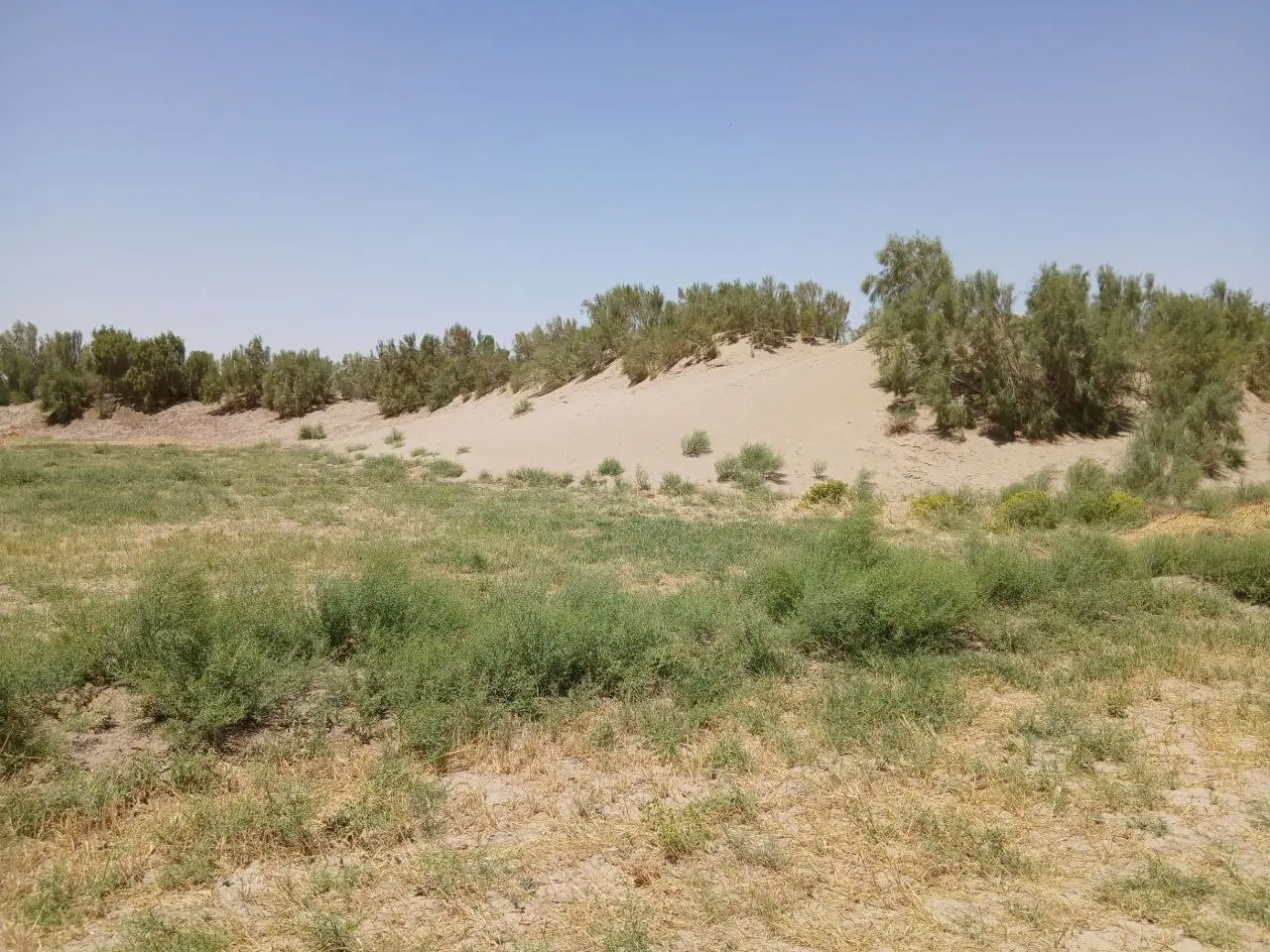 نفس کشیدن در ریگ روان/ کارگران روزمزدی که خانه زندگیشان ویران میشود/ هیرمند را خالی از سکنه نکنید!