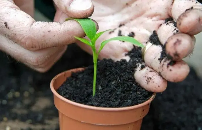 آموزش کاشت بذر به 2 روش (راهنمای قدم به قدم)