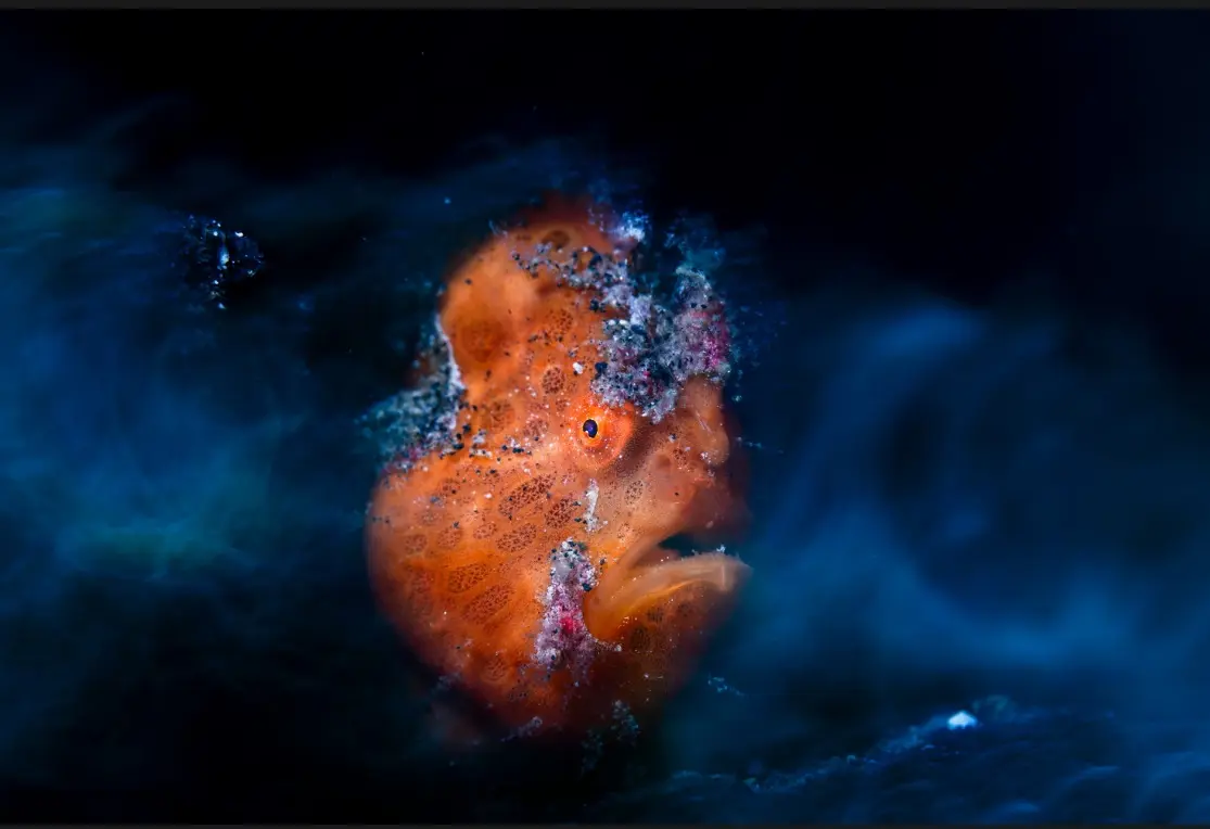 ثبت اوج ظرافت‌ها در طبیعت با دوربین/ تلاش برای تغییر ادراک انسان