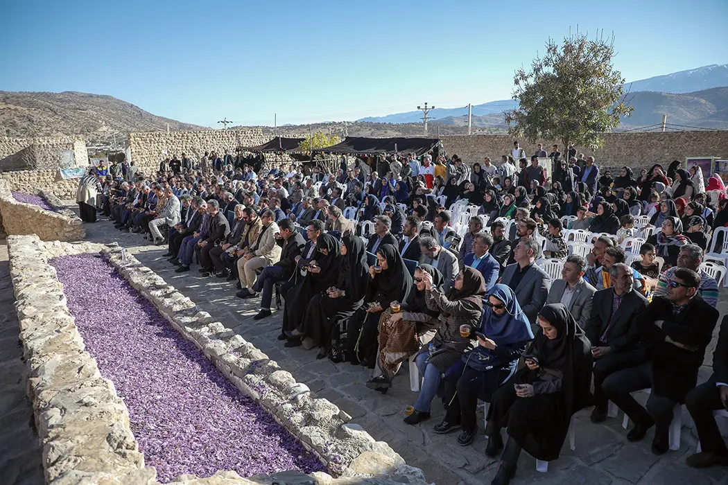  دومین جشنواره شکرنه برداشت زعفران در خوزستان برگزار شد