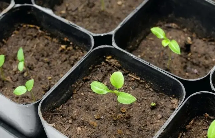 آموزش کاشت بذر به 2 روش (راهنمای قدم به قدم)