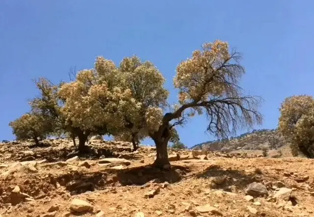 بلوط‌هایی که ایستاده می‌میرند/ درگیری ۱۰۰ درصدی با آفت در برخی از مناطق جنگلی بلوط