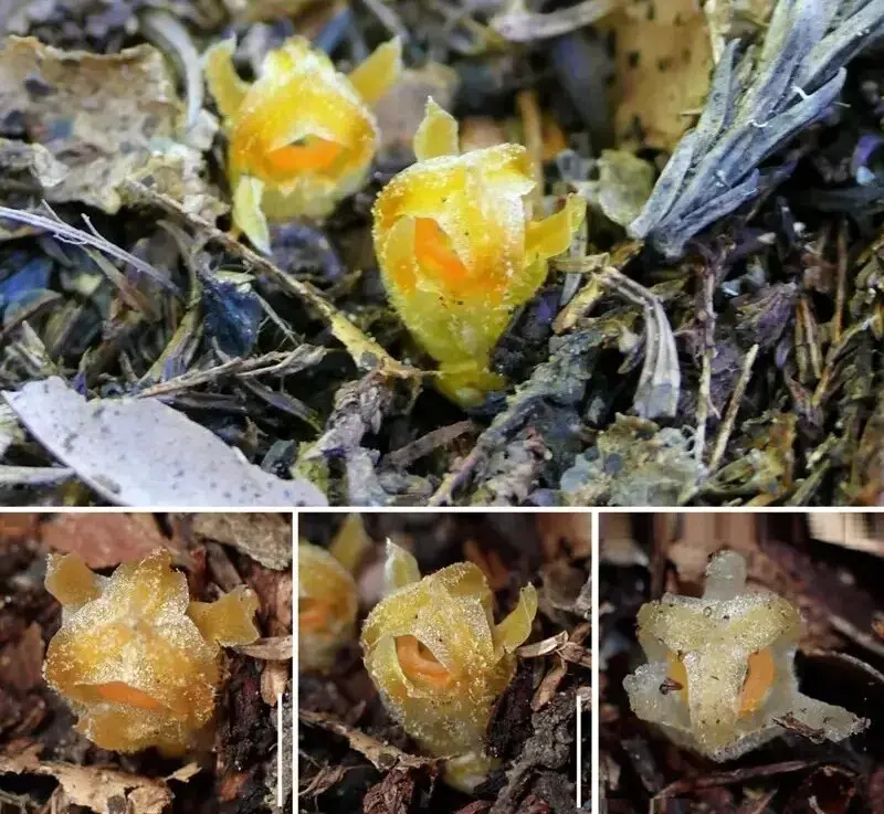 «فانوس پریان» پس از ۳۰ سال در یکی از جنگل‌های ژاپن پیدا شد