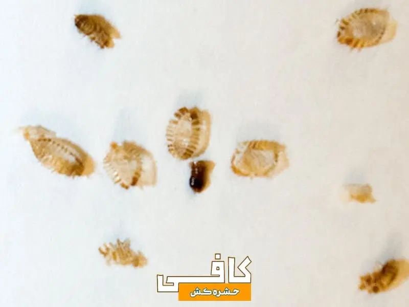 اینها علائم ساس در منزل هستند (0 تا 100 پیدا کردن و از بین بردن حشره ساس)