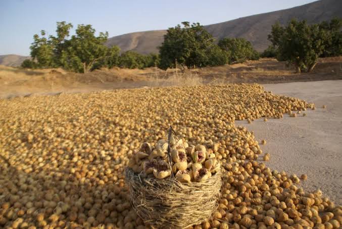 انجیر فارس روی دست باغداران ماند/ سردخانه‌ها جای بازار را گرفتند/هزینه‌های تولید از درآمد باغدار جلو زده است