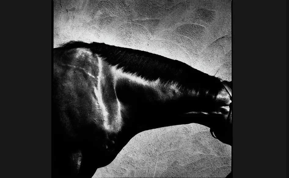 آثاری شاعرانه از یک عکاس مستند/ «اسب‌ها» از دوربین «جان رردون» 