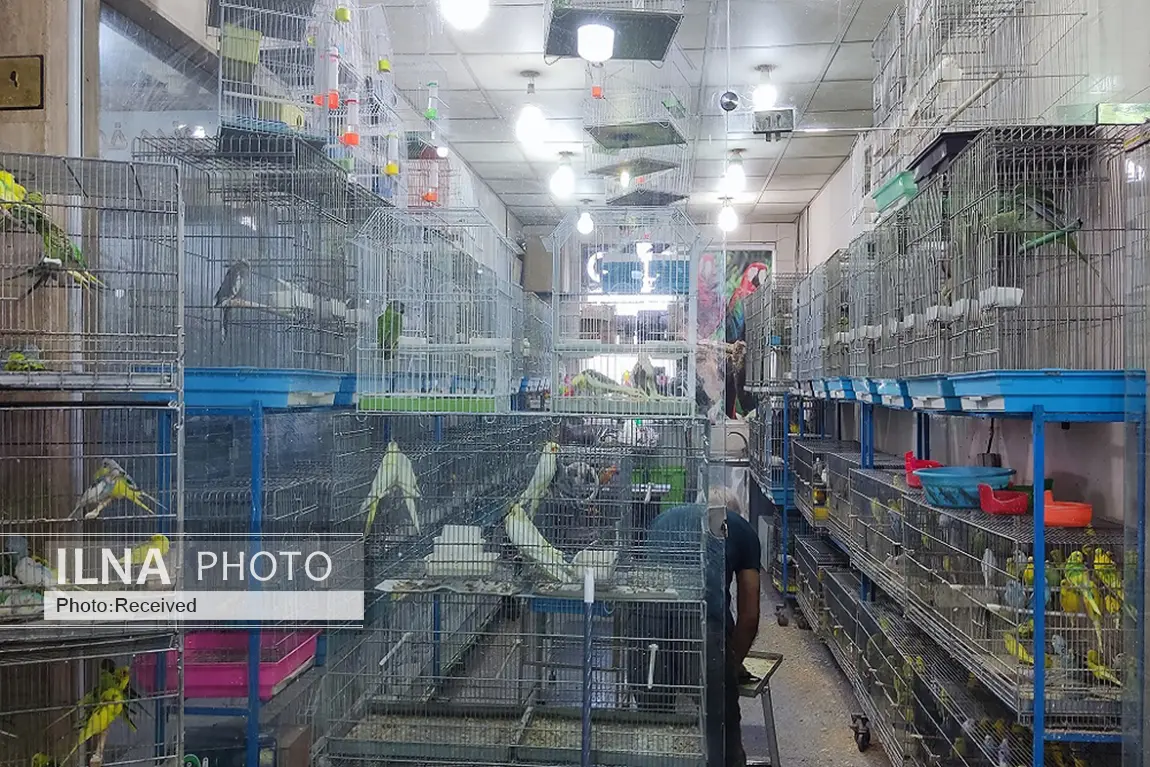 از فنچ ۱۰۰ هزار تومانی تا طوطی ۱۰۰ میلیون تومانی در بازار پرندگان خلیج فارس + عکس 