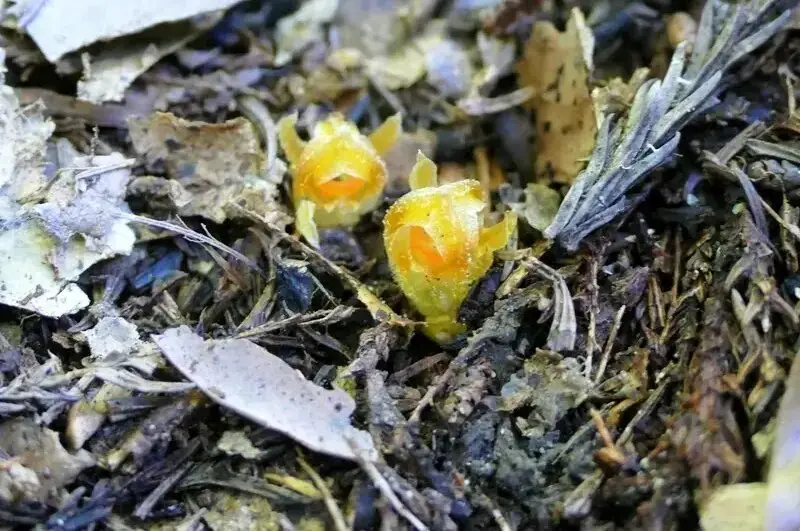 «فانوس پریان» پس از ۳۰ سال در یکی از جنگل‌های ژاپن پیدا شد