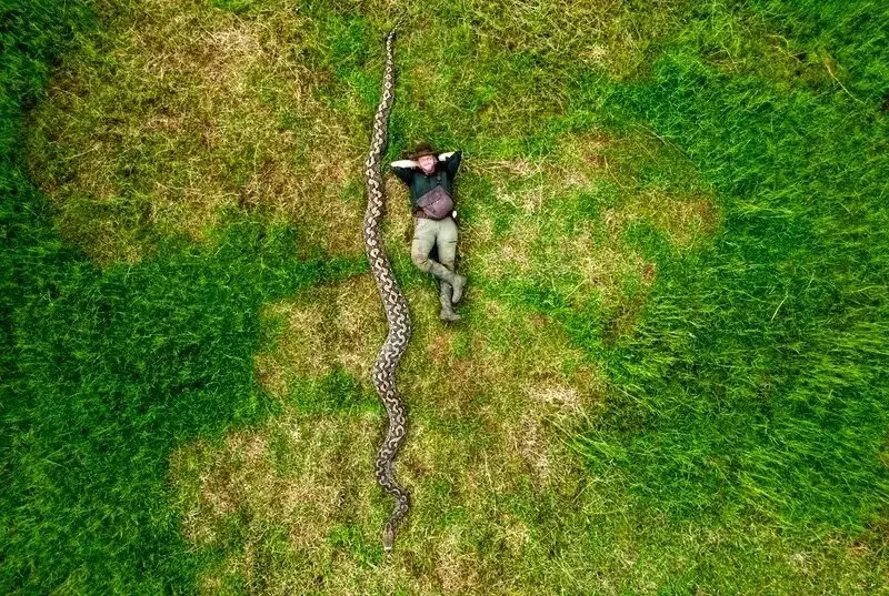 بارونس؛ درازترین مار وحشی جهان + عکس