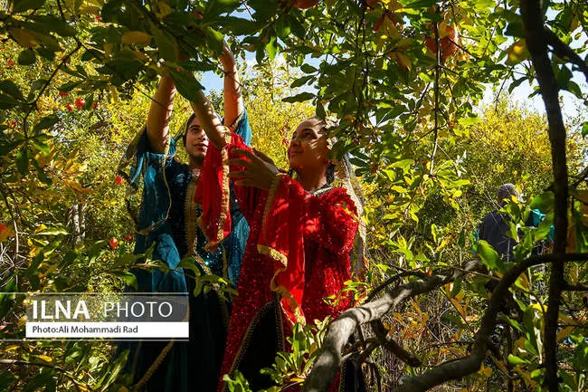 تلاش برای ثبت جهانی انار ایج/ شهرستان استهبان با کیفیت‌ترین ارقام را برای صادرات تولید می‌کند