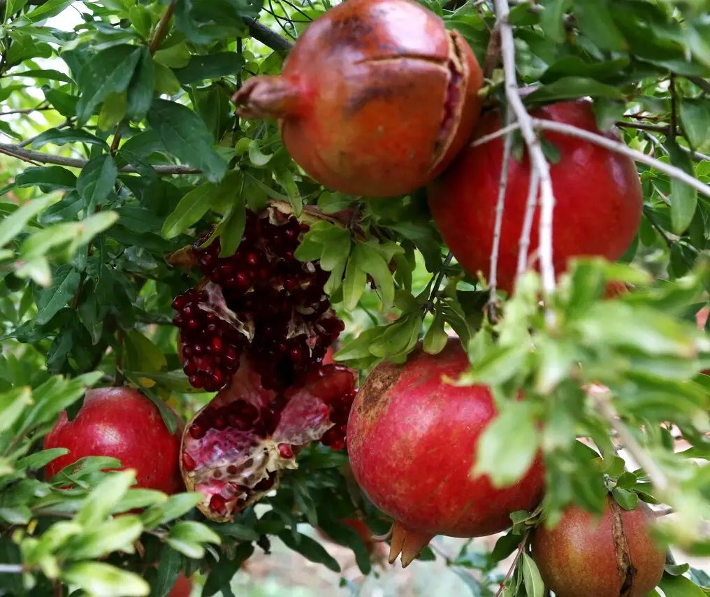 نفسهای به شماره افتاده شهر یاقوتهای سرخ/ 2500 تا 3000 هکتار باغ انار در ساوه خشکیده است