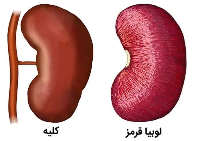 نبوغ ابوالعلاء معری همچون دستگاه ضبط صدا