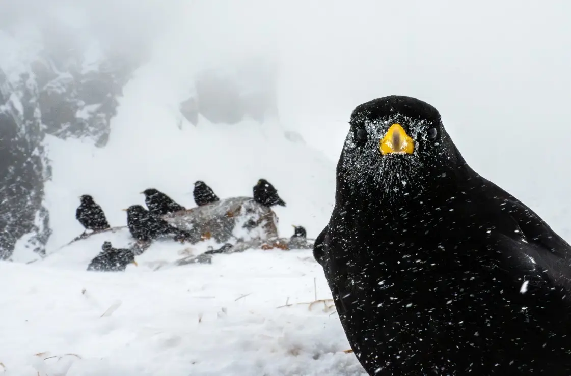ثبت اوج ظرافت‌ها در طبیعت با دوربین/ تلاش برای تغییر ادراک انسان