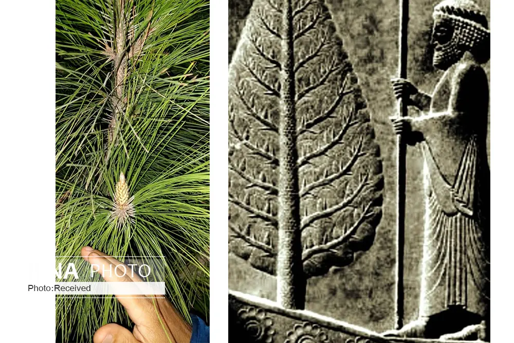 نمایان شدن نقش «درخت سرو» در کنار یکی از استودان‌های بهدینان زرتشتی در مرودشت فارس