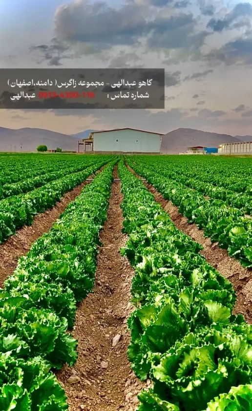 خرید کاهو عبدالهی، کاهو ایسبرگ و کاهو رومانو صادراتی