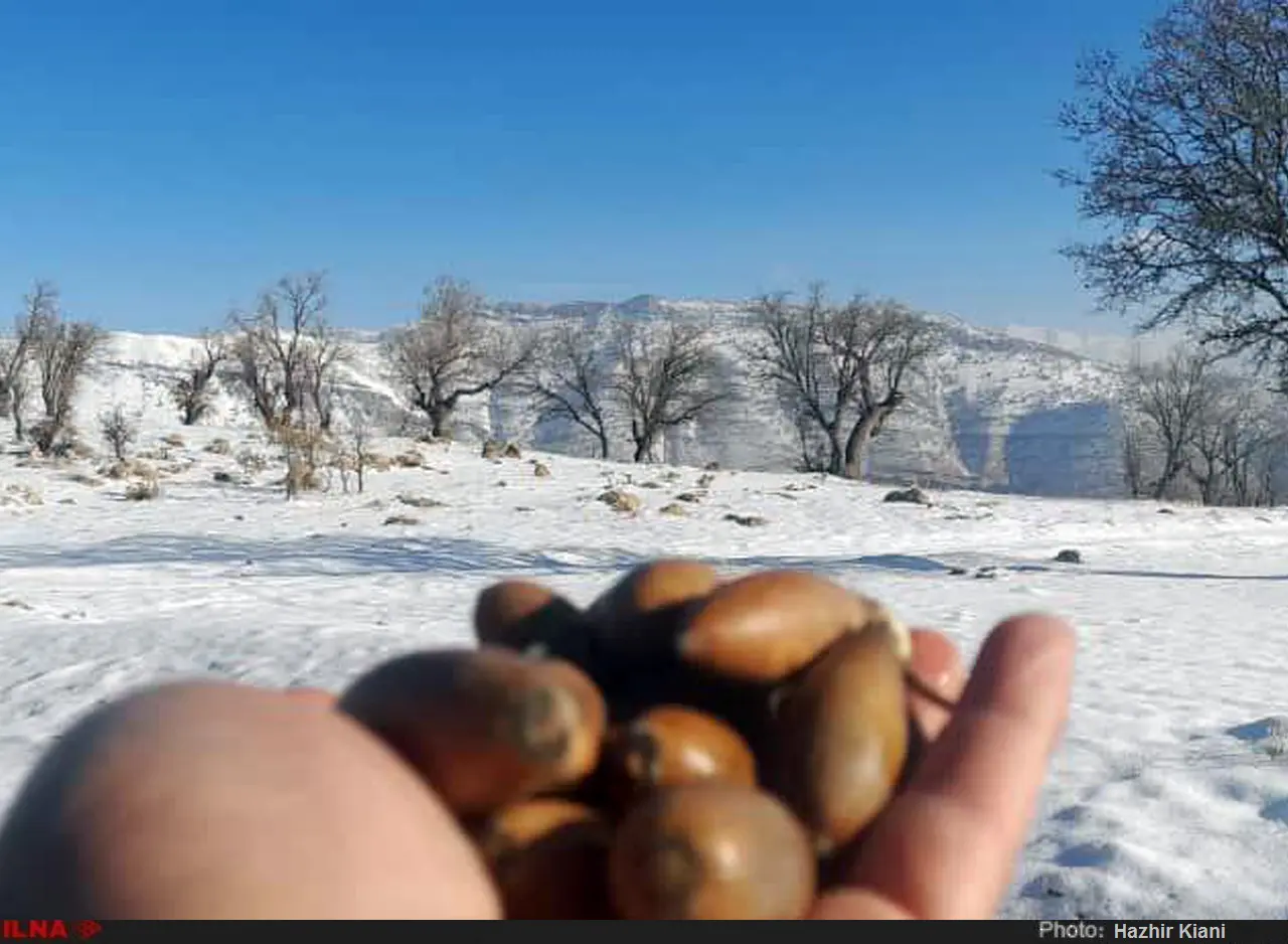 گزارش تصویری از بارش برف در شمال خوزستان 