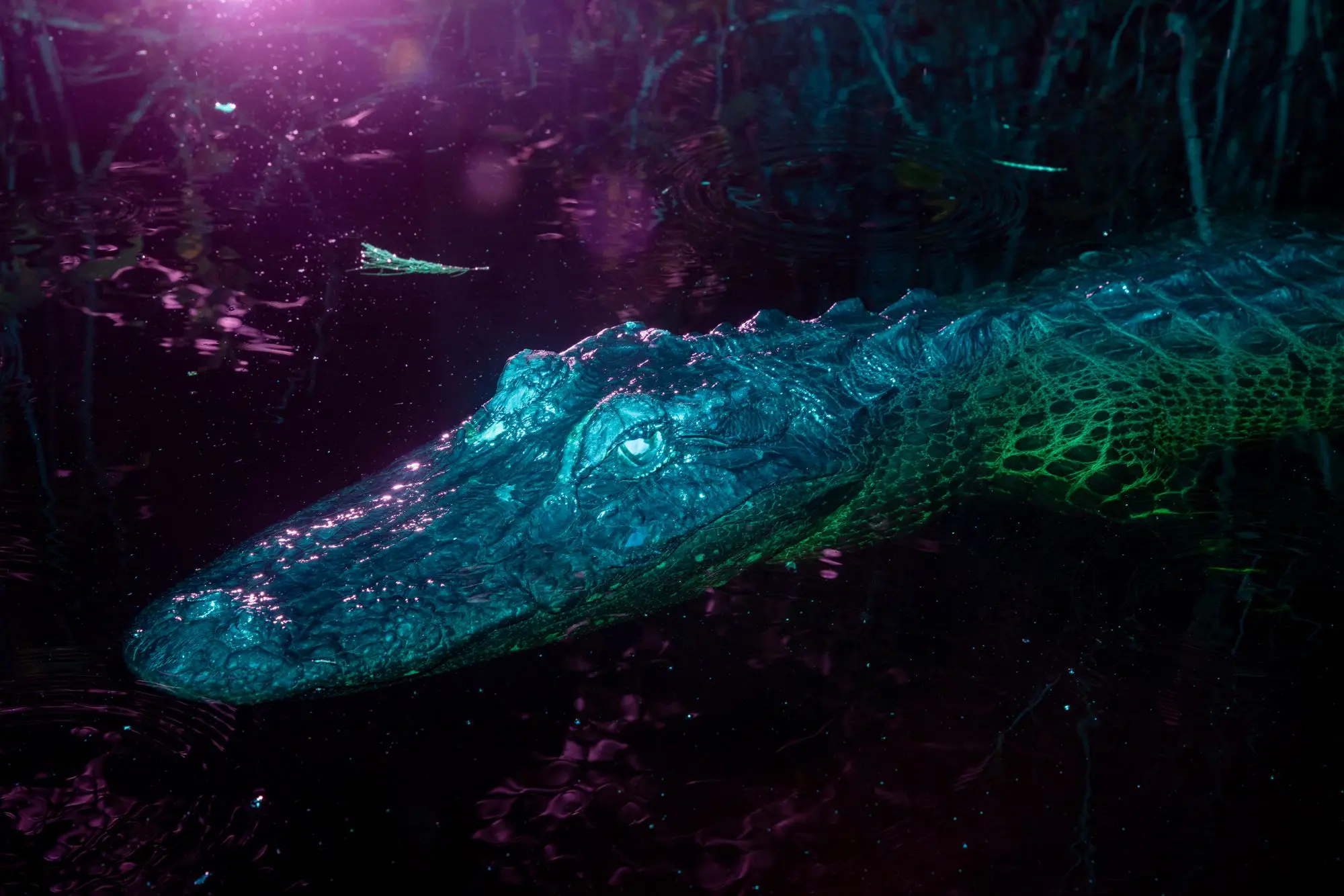 ثبت انرژی «اسرارآمیز» یک باتلاق جادویی/ عکس‌هایی که ژانر وحشت را تداعی می‌کنند