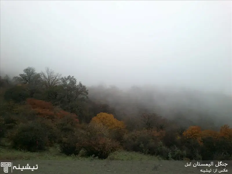 اجاره ویلا با بهترین روشها+ پیشنهادهای جذاب ساحلی و جنگلی شمال ایران