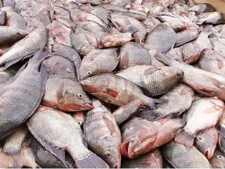 پرورش ماهی تیلاپیا در پنج استان کشور/ سازمان محیط زیست موافق است