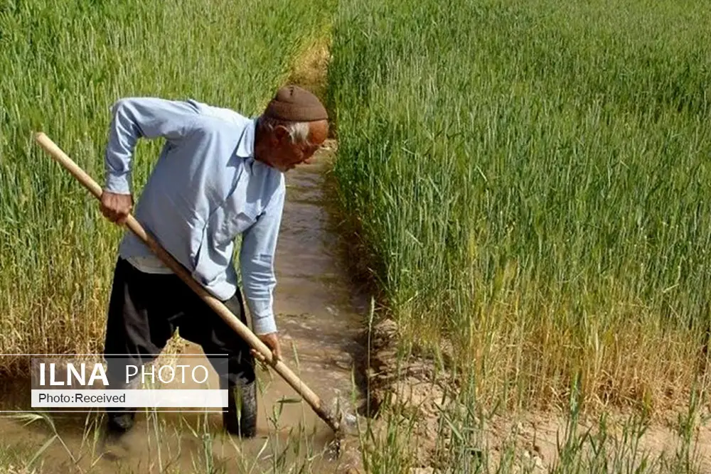 اصرار دوباره برای خودکفایی گندم در فارس/افزایش پنج برابری تولید گندم در دیم‌زارهای استان/  پدر علم آب شناسی ایران: بحران آب در فارس همچنان وجود دارد 