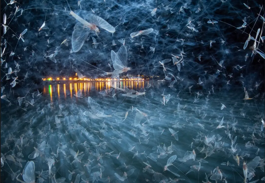 ثبت اوج ظرافت‌ها در طبیعت با دوربین/ تلاش برای تغییر ادراک انسان