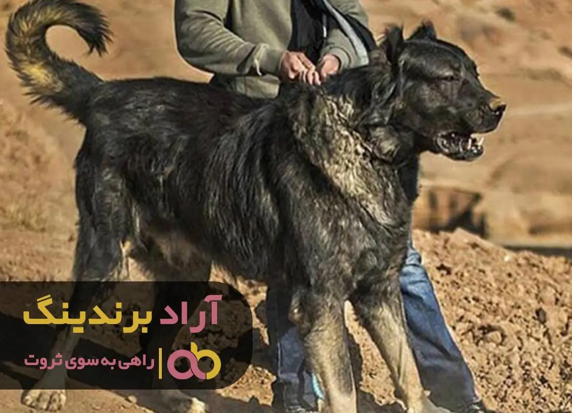 بعد از وارد شدن در حوزه سگ، ثروت به من لبخند زد