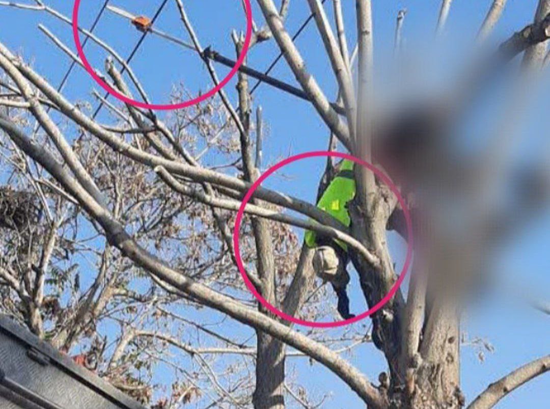 هرس درختان «جان کارگر» را گرفت/ شهرداری تبریز پاسخگو باشد